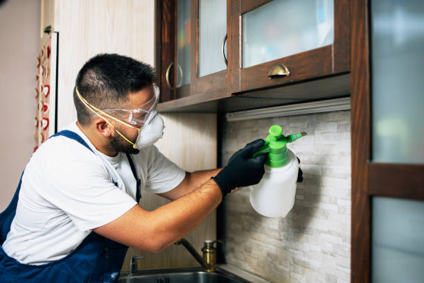 Best Insect Control  in Hybla Lley, VA