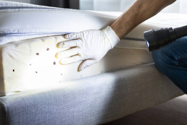 Best Bed Bug Extermination  in Hybla Lley, VA