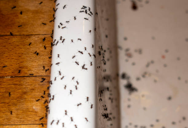 Best Local Pest Control Services  in Hybla Lley, VA