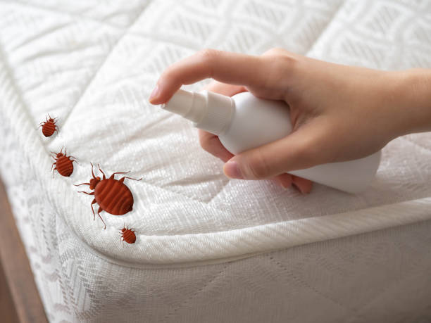 Best Bed Bug Extermination  in Hybla Lley, VA